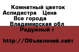 Комнатный цветок Аспидистра › Цена ­ 150 - Все города  »    . Владимирская обл.,Радужный г.